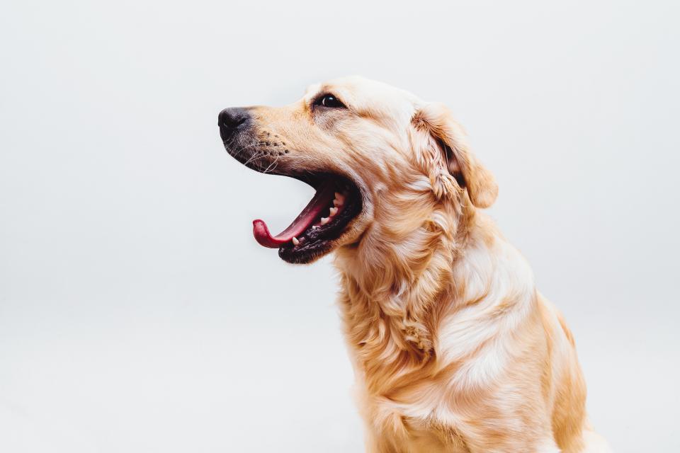 A dog resting at home