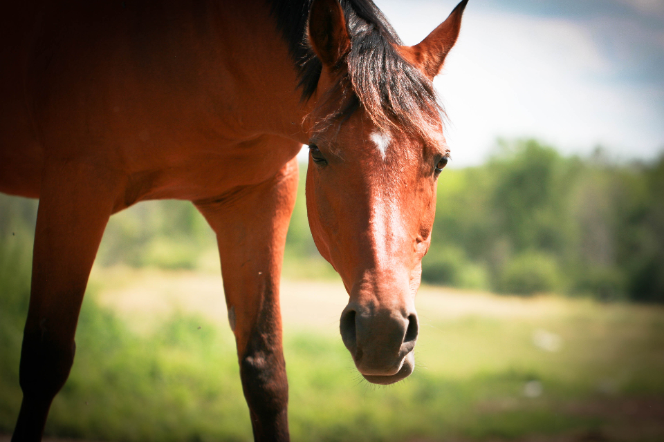 A horse portrait in soft light