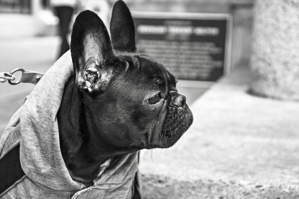 A dog on a leather lead
