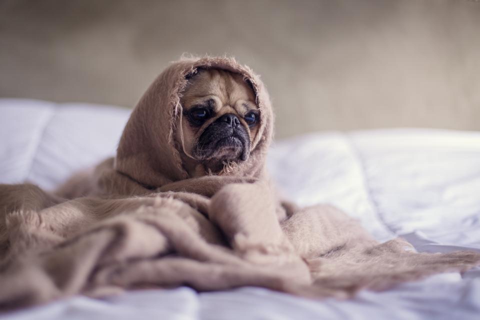A pug curled up asleep in a soft dog bed