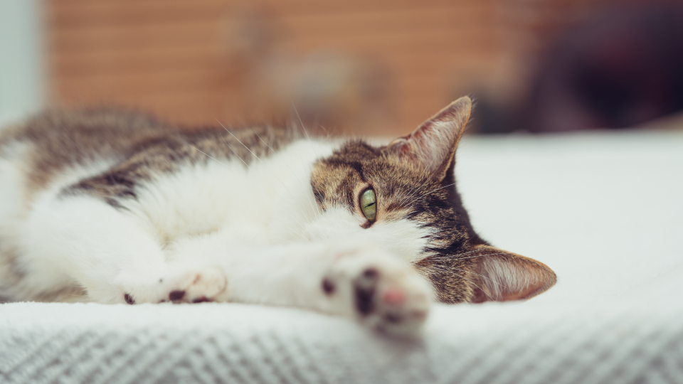 A cat asleep in a sunny spot
