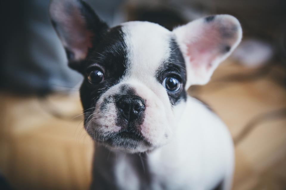 A puppy sitting on a rug