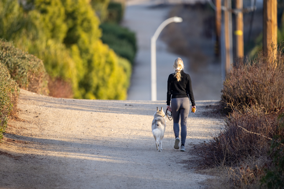 A dog and owner walking down a country lane