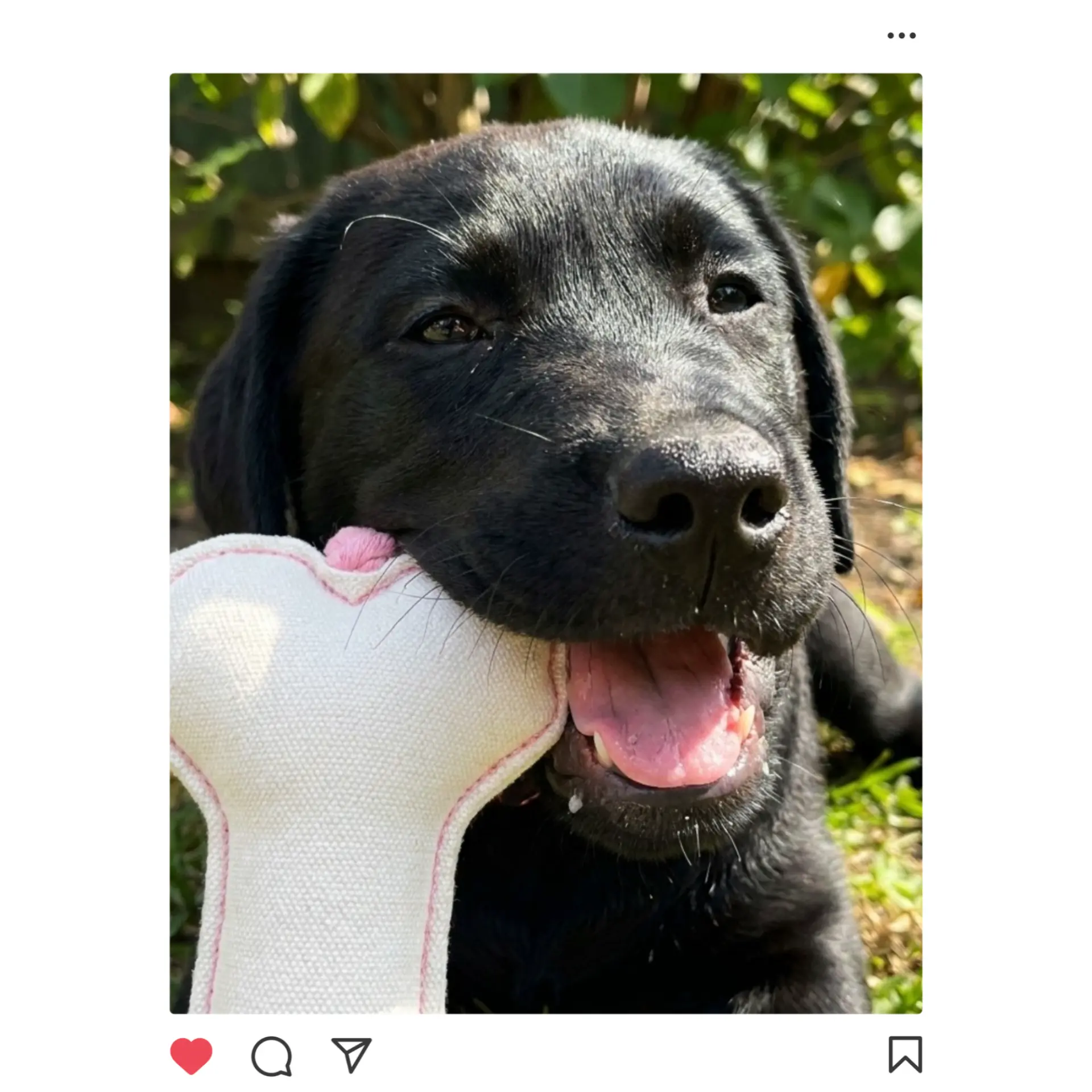 Instagram post from D'Arcy of Innis