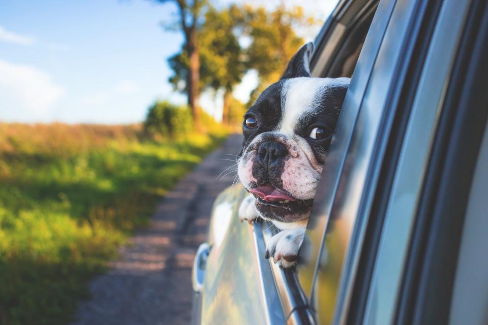 A dog looking out of a car window on a road trip