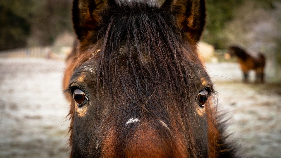A horse portrait in soft light