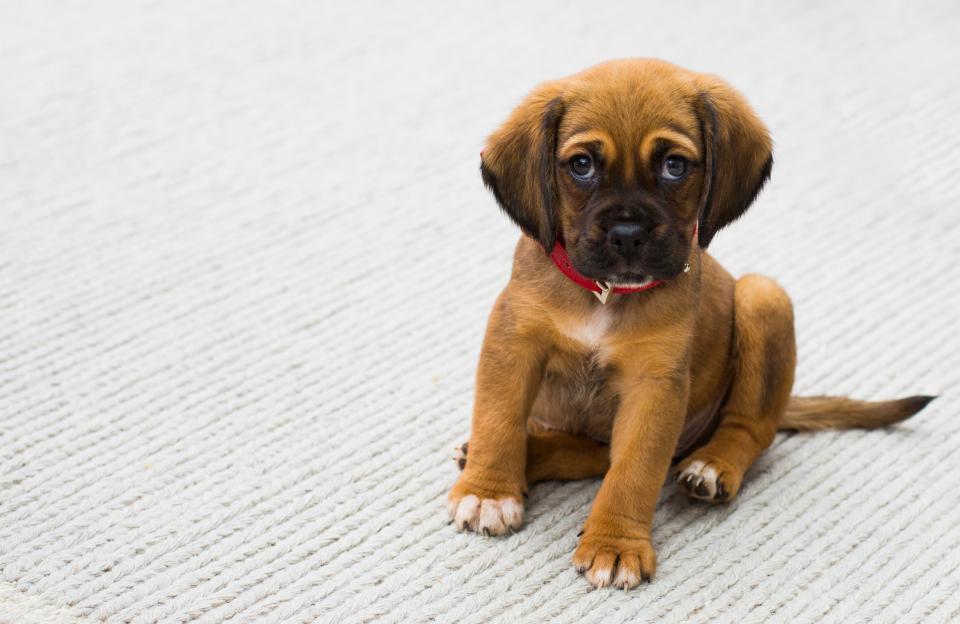 A dog on a leather lead