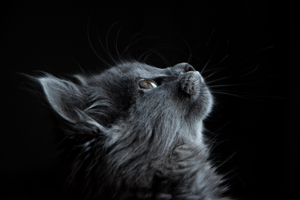 A cat sitting by a window