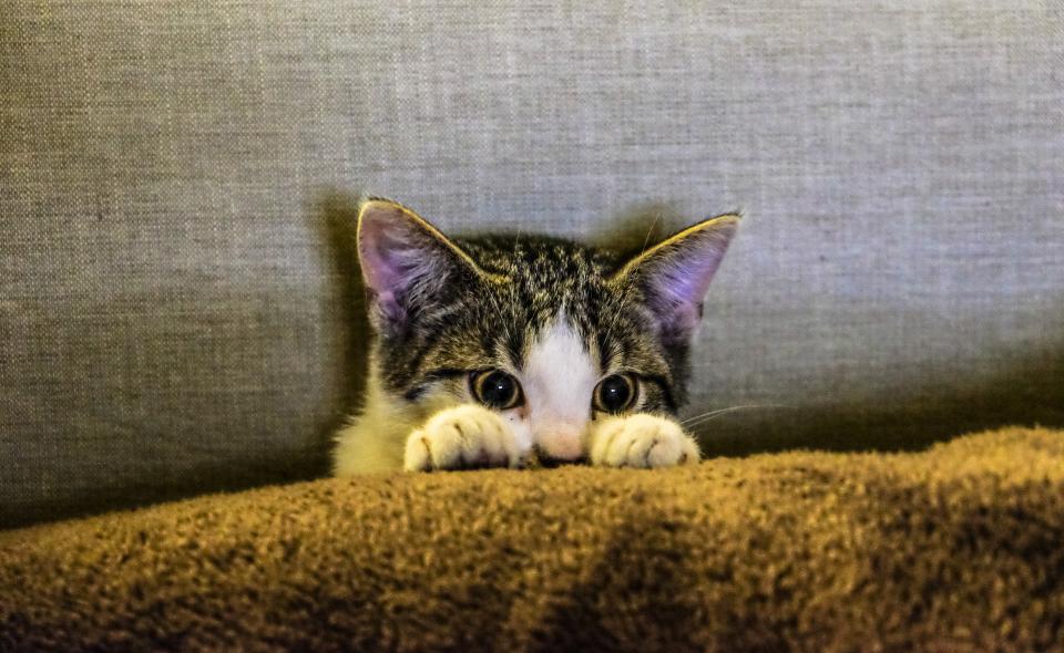 A kitten exploring a new room