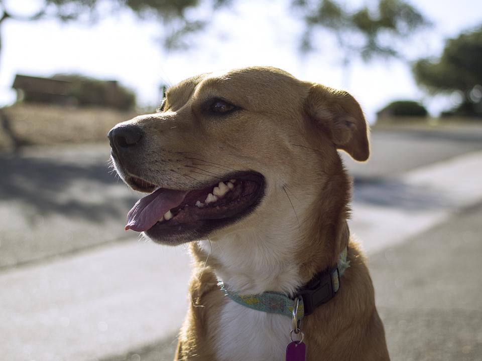 A dog wearing a collar outdoors
