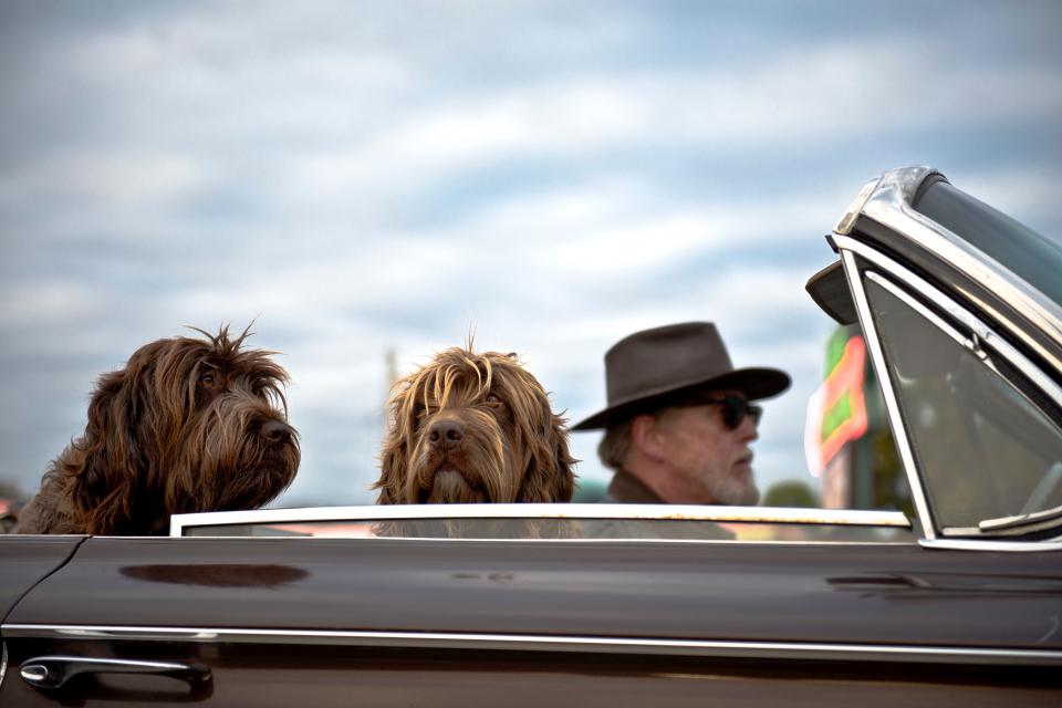 A dog looking out of a car window on a road trip