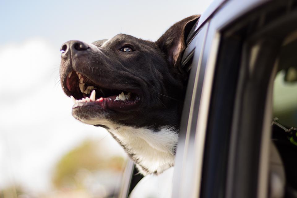 A dog looking out of a car window on a road trip