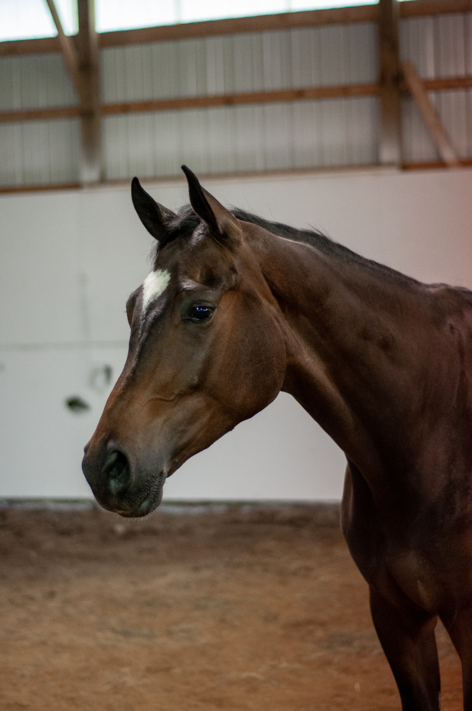 A horse portrait in soft light