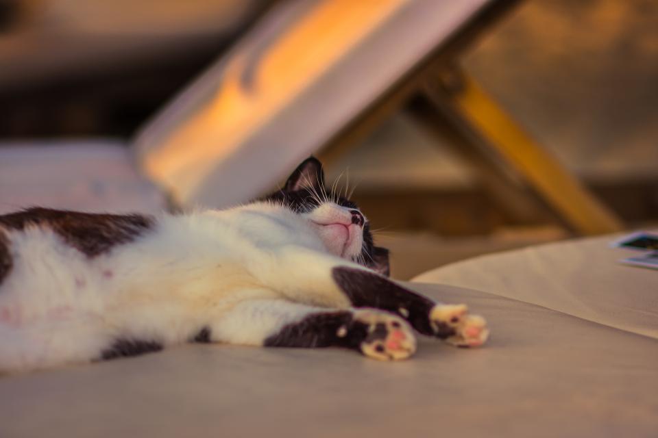 A cat asleep in a sunny spot