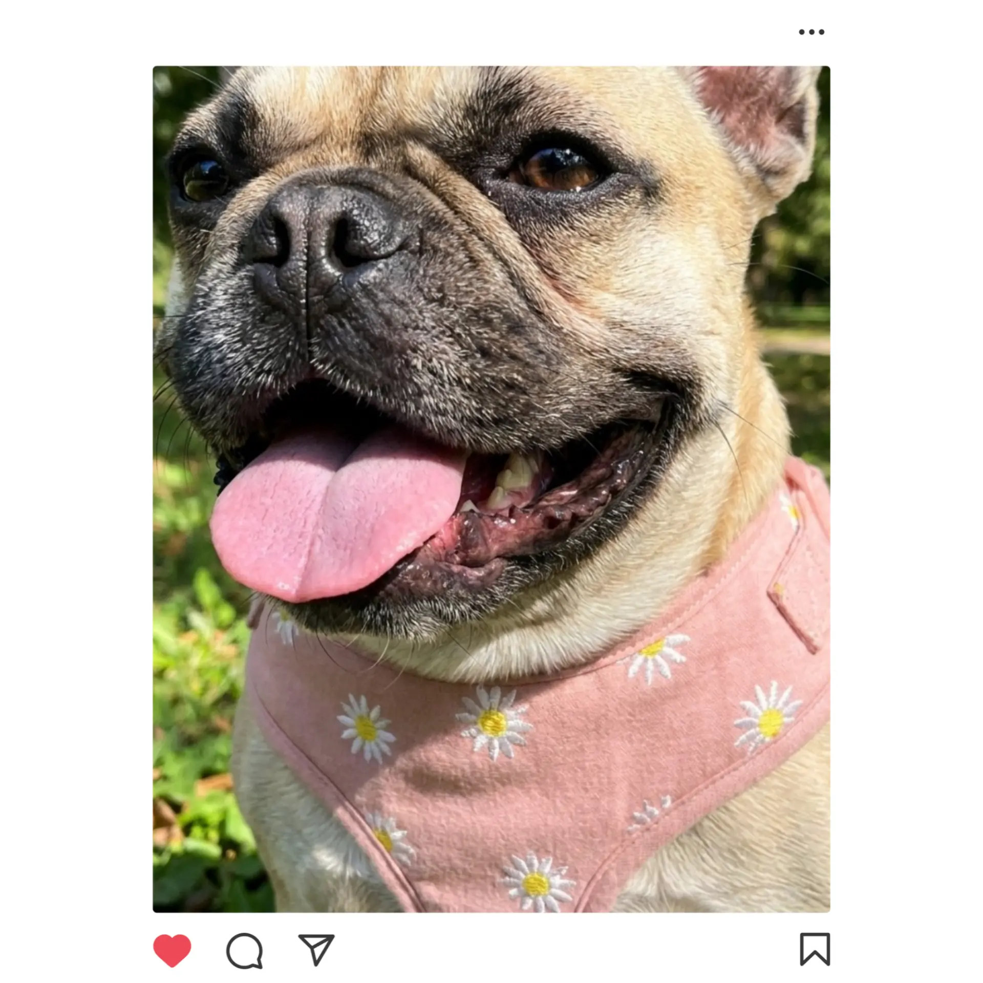Instagram post from D'Arcy of Innis