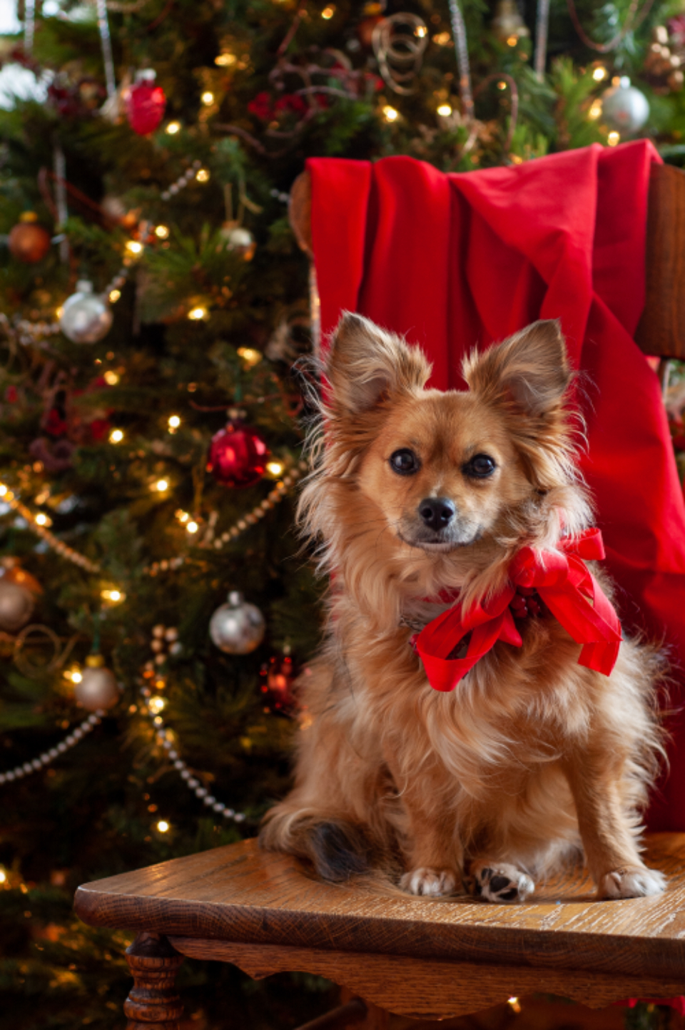 A small dog beside a Christmas tree
