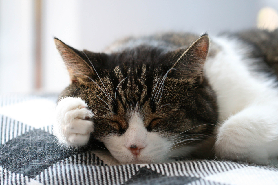 A cat asleep in a sunny spot