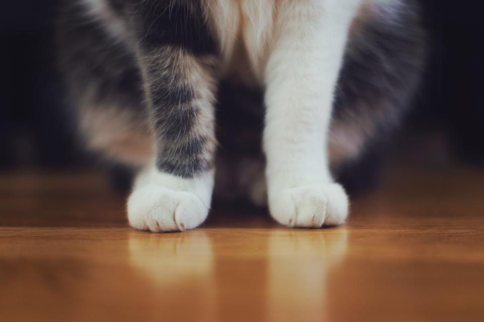 A grey cat resting indoors