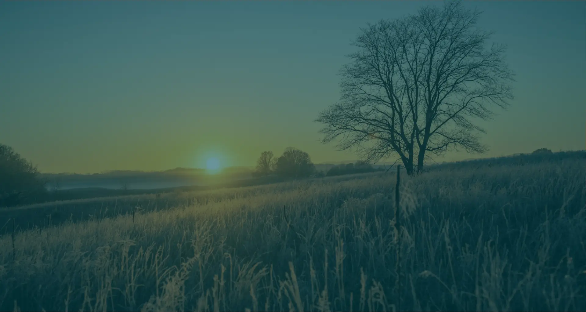 Sunrise over a frosty field with a lone tree