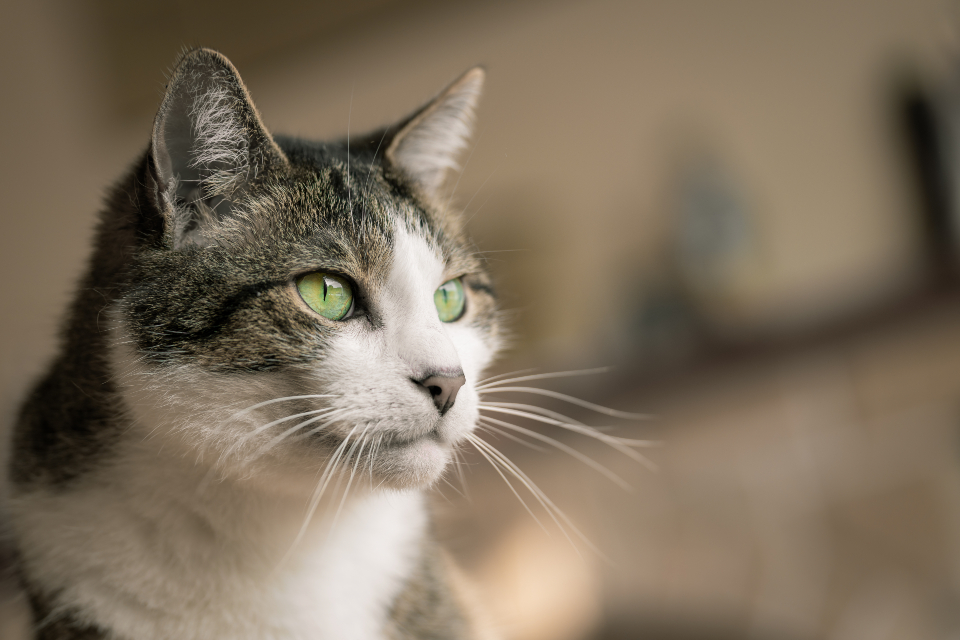 A tabby cat portrait