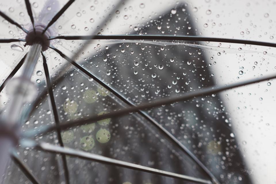 A dog walk in the rain