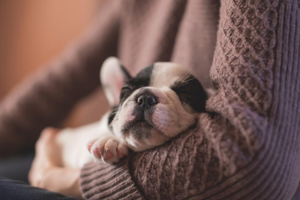 A senior dog dozing in the sun