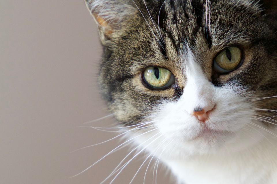 A tabby cat portrait