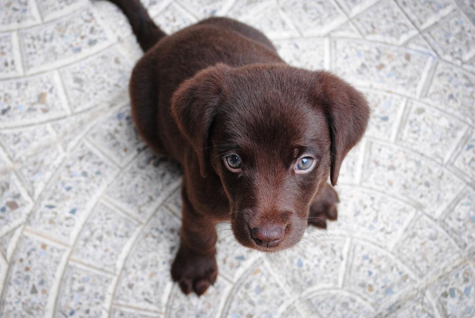 A puppy sitting on a rug