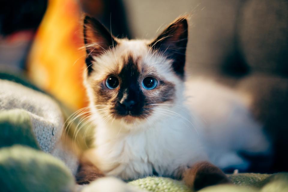 A kitten exploring a new room