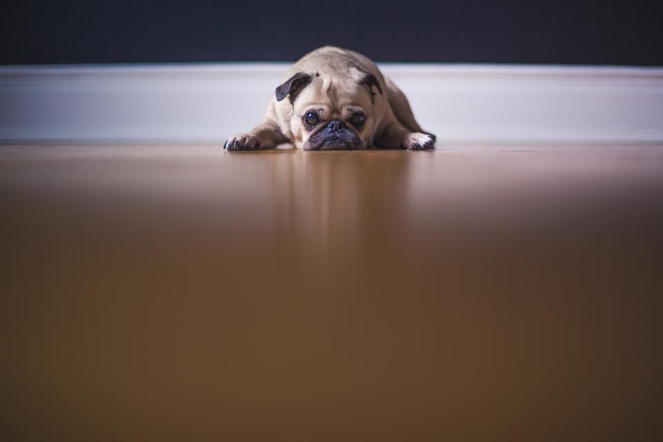 A dog resting at home